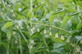 Ladder-to-heaven Polygonatum multiflorum with tubular flowers